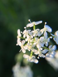Close-up of white flowers