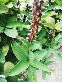 Close-up of plant