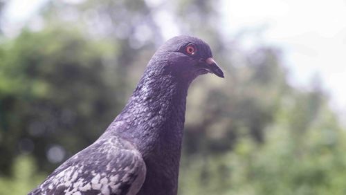 Close-up of pigeon