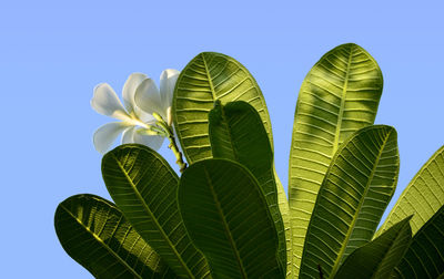 Low angle view of plant against sky