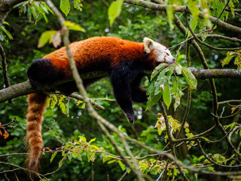 Red panda sleeping outdoors