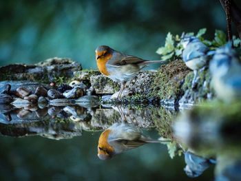 Close-up of birds perching on rock