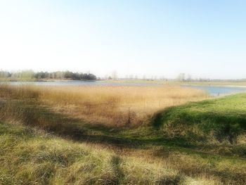 Scenic view of field against clear sky