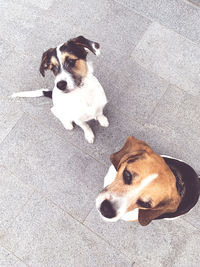 High angle portrait of dog sitting on floor