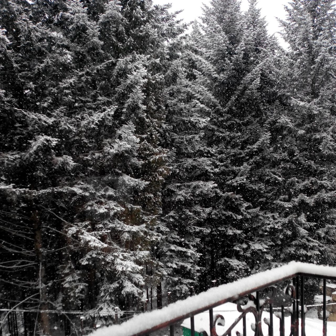 tree, railing, text, transportation, western script, nature, forest, growth, bridge - man made structure, day, tranquility, outdoors, road, connection, no people, branch, information sign, sign, high angle view, tranquil scene