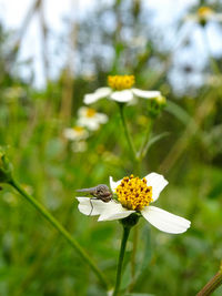 Insect on white flower