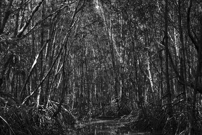 View of trees in forest