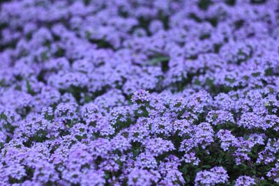 Close-up of purple flowering plants on field