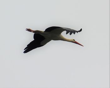 Low angle view of a bird flying