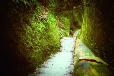 Narrow stream along trees in forest