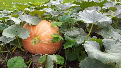 Close-up of pumpkin on plant