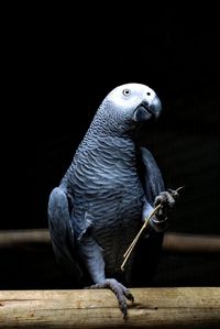 Close-up of bird perching on wooden table