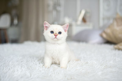 A small white british kitten is sitting on a white blanket in the room