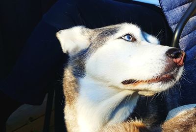 Close-up of dog looking away