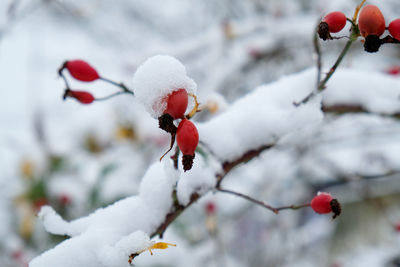 Close-up of frozen berries on plant during winter