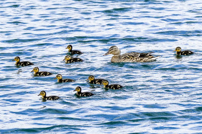 Ducks swimming in lake