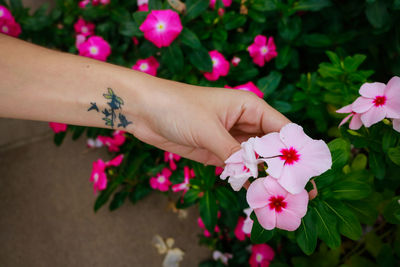 Cropped hand of woman holding pink flowers on plant