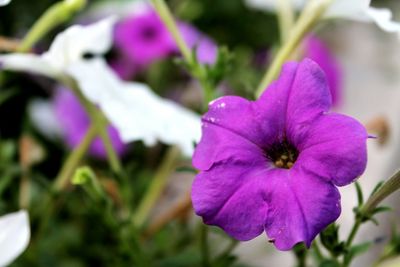 Close-up of purple flower blooming outdoors