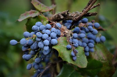 Close-up of grapes growing in vineyard