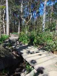 Footpath amidst trees
