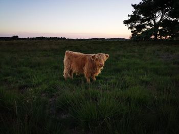 View of a horse on field