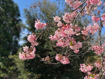 Close-up of pink flowers on branch