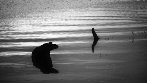 Silhouette bird flying over lake against sky