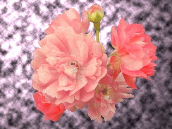 Close-up of red flowers