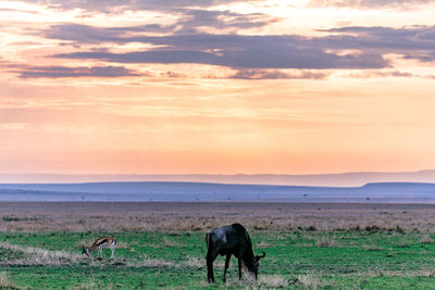 Horse grazing in field during sunset
