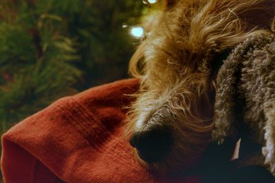 Close-up of a dog