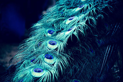 Close-up of peacock