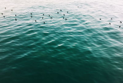 Seagulls flying over sea