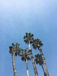 Clustered palm trees in front of blue sky