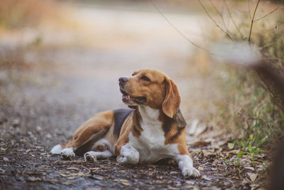 Dog looking away on field