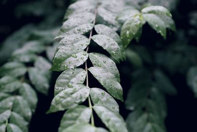 Close-up of raindrops on plant