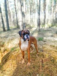Dog standing on field in forest