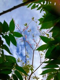 Low angle view of flowering plant against sky