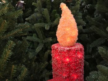 Close-up of christmas tree at night