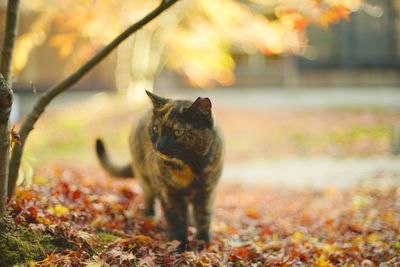 A tortoiseshell cat standing in japanese garden at autumn leaves season