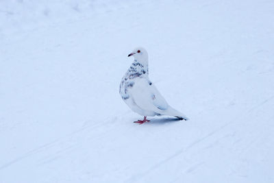 High angle view of bird on snow covered land