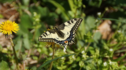 Close-up of butterfly pollinating on flower