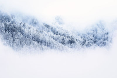 Close-up of frozen tree against sky