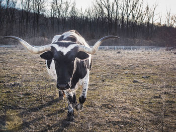 Close-up portrait of a cow on landscape