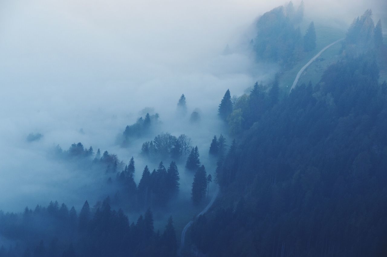 SCENIC VIEW OF TREES AGAINST SKY