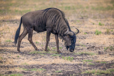 Close up view of wildebeest in african savannah, madikwe game reserve, south africa