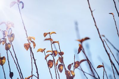 Low angle view of flowering plants against sky