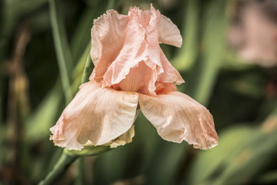 Close-up of pink flower