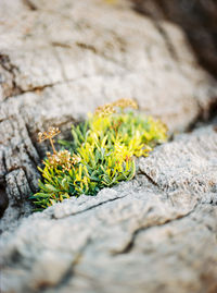 Close-up of yellow flowers