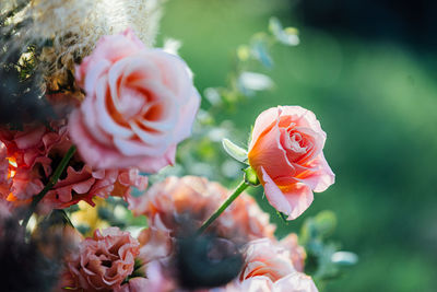 Close-up of pink rose