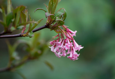 Close-up of pink flowering plant